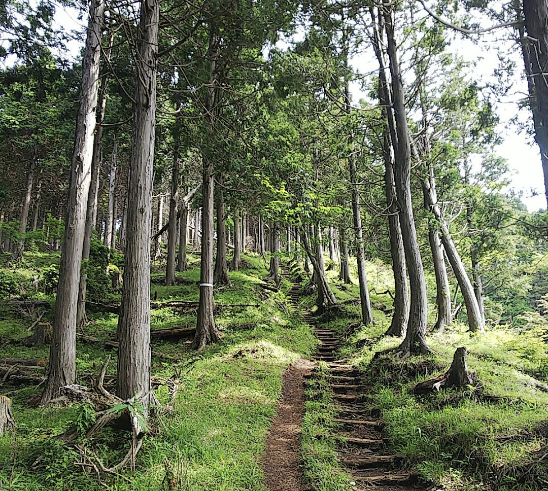 秦野市画像