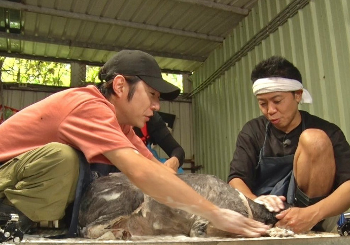 台湾で保護犬のトリミングに取り組む相葉雅紀さんとサンシャイン池崎さん